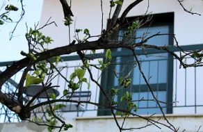 CHOÉ house - Image 4