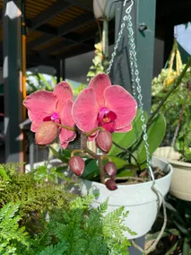 Sunbird house - a cheerful 3 broom house with pool - Image 2