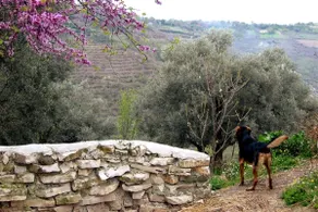 A Piece of Albania - Image 4