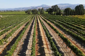 Healdsburg Wine Country Oasis, Hot Tub & Bocce - Image 5