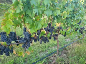 Shiraz Cottage @ View Wine Ballandean - Image 5