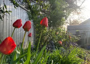 Bright Garden Studio Suite in Sidney, BC - Image 5