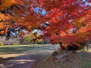 Relax in a 1000-tsubo garden and luxury chalet in the great outdoors of a UNESCO Eco Park - Image 4