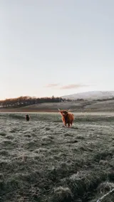 Secluded off-grid cabin in easy reach of Edinburgh - Image 5