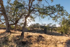 Whiskey Ridge Estate - Image 5