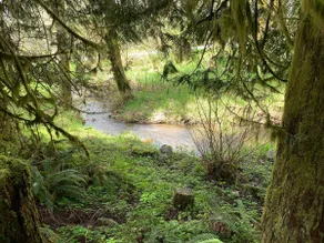Elk Tracks - 4 Mi to Mt Rainier, Hot Tub - Image 3