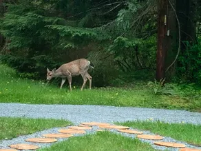 Elk Tracks - 4 Mi to Mt Rainier, Hot Tub - Image 2