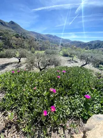 Boutique finca with lots of charm - Image 4