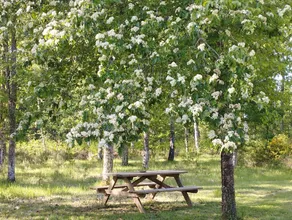 Small cottage in the clearing - Image 3