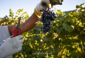 Stunning Boutique Vineyard Stay with Pool - Image 3