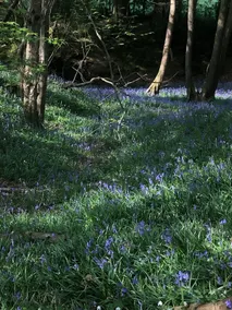 Butters Cottage ~ Dog-friendly ~ Glorious setting. - Image 4