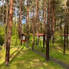 Bungalow in the pine forest directly on the Baltic Sea (d) - Image 2