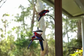 Springbrook Sanctuary -Twin Falls Retreat - Image 5