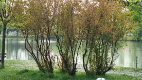 Il Vaporino: a green stop in the city - Image 4