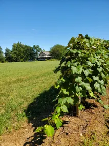 Lakehouse Vineyard on Lake Erie! - Image 5
