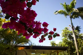 Relaxing Jungle Private Pool & Garden - Image 4
