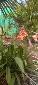 Wohnung bei Guia de Isora auf Finca Los Meneses - Image 3