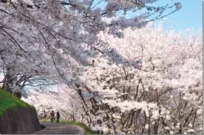 ”Cottage with a starry sky” 5-minute walk from Sakishima and Mukoda Port, campfire, covered BBQ, pets allowed, sleeps 6 - Image 4