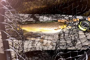 Riverfront Cabin : The Cozy Brown Trout Lodge - Image 3