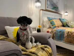 Twenty Eight @ Pet friendly Luxury Apartment - Image 5