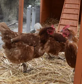 Nutmeg House, chickens, breakfast, EV charger - Image 2