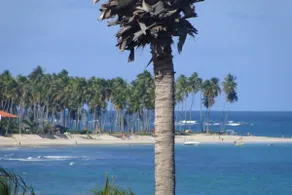 Carneiros Beach Brazil - Image 4