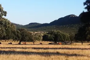 Extremadura farmhouse in pasture - Image 3