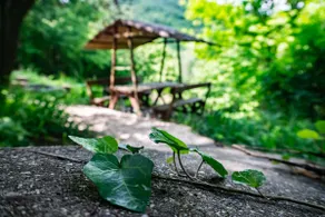 Fairytale wooden cabin at the forest with panorama - Image 5