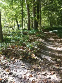 Secluded Nature on London's Edge - Image 5
