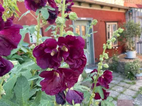 Lovely cottage Julin on Hof Jumne - Image 5