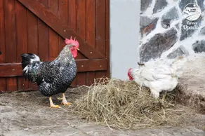 Opačitá Farm - Valaská Belá - Image 2