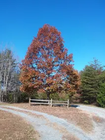 100acre Woods Cabin Retreat - Image 4