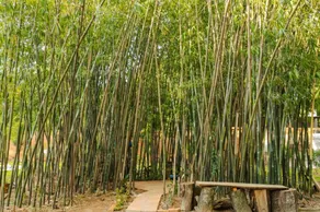 Bamboo - House - Image 5