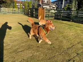 Nishino Barn, dog-friendly cottage - Image 4