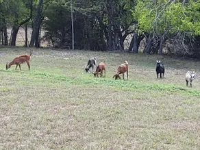Farm stay with activity - Image 4