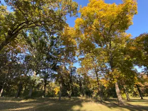 Crestview Hill Home. Lovely 5.5 acre wooded area. - Image 3