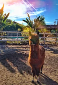 Lovely place with a pool and alpacas - Image 4