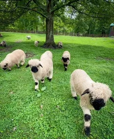Shepherds cottage - Image 4