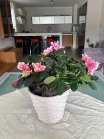 New and spacious apartment in Bra with garden - Image 2