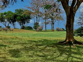 Swahili villa accessible via a private airstrip - Image 2
