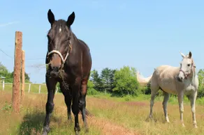 Special Guest Farmhouse PEI 3 bed country & horses - Image 2