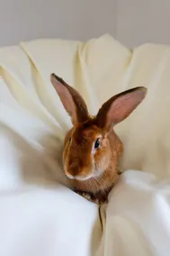 Bunny House C8 - Image 4