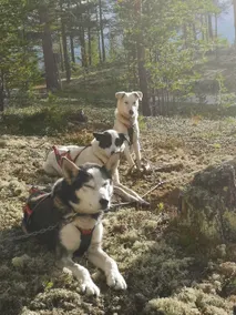 Cozy house - Dog driving and nature experience - Image 5