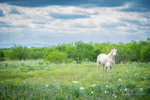 Mustang Meadows: Luxury Texas Hill Country Retreat - Image 4