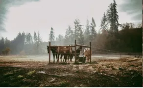 Cozy Cottage at Dragonfly Horse Ranch - Image 5