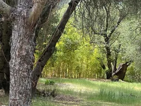 Secluded Sanctuary on 5 AC near Yosemite - Image 2