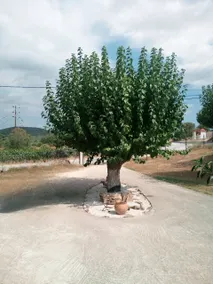 The House in the Mulberries Trees - Image 5