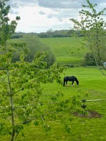 Field View - Image 2