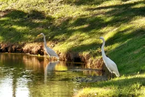 Low Country Cottage in Beautiful Habersham - Image 3