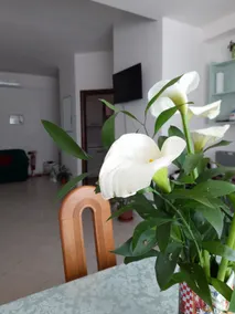 Il Girasole - Image 5